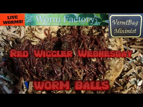 Red Wigglers 1-8-20