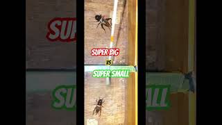 Download lagu Besar vs kecil #jangkrik #jangkrikaduan #adujangkrik #cricketfight #suarajangkrik #firal #cricket mp3 Download lagu Besar vs kecil #jangkrik #jangkrikaduan #adujangkrik #cricketfight #suarajangkrik #firal #cricket mp3