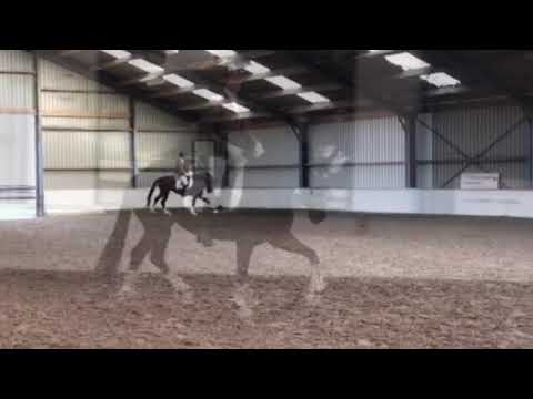 I.P.S JAVEA (v. Bon Bravour)  (FEB2019)