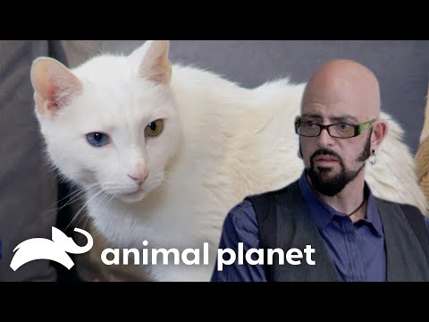 Calvin the Cat Shows His CLAWS | My Cat From Hell | Animal Planet