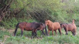 preview picture of video 'les chevaux dans les pres'