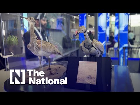 Hubot at IROS 2024: Saving endangered wildlife with robotics