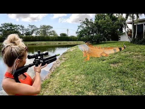 High Tech Air Rifles vs Giant Invasive Iguanas (Catch & Feed)