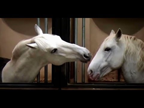 Spanische Hofreitschule: Ein Wahrzeichen Österreichs