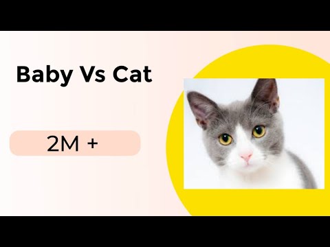 cat || funny cat | very funny cat| abubakar and cat|