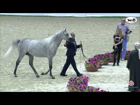 N 208 IBN FARIDA   Sharjah International Arabian Horse Festival 2022   Colts 3 Years Old Class 9