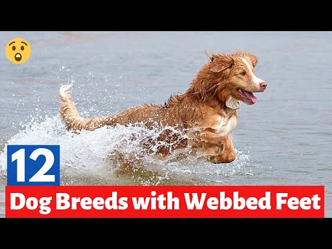 12 Dog Breeds with Webbed Feet 😲
