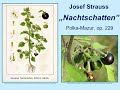 "Nachtschatten"  - Josef Strauss, Polka-Mazur, op. 229