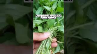 Download lagu UPDATE HARGA KEMANGI 3000/IKAT mp3