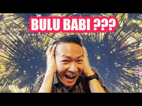 Discover the Hidden Gems of Samalona Island