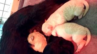 Video preview image #1 Labradoodle Puppy For Sale in EPHRATA, PA, USA