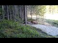 Лисы и медведи в фотоловушке. Видео от ФГБУ Кандалакшский природный заповедник