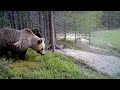 Лисы и медведи в фотоловушке. Видео от ФГБУ Кандалакшский природный заповедник
