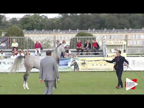 Chantilly 2016 AHO World Cup - CLASS 8
