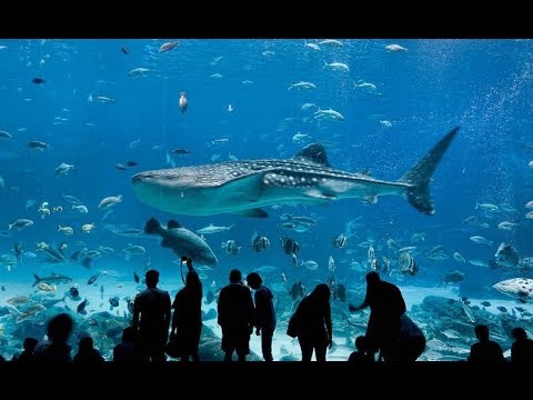 download lagu mp3 mp4 Acquario Pi Bello Del Mondo, download lagu Acquario Pi Bello Del Mondo gratis, unduh video klip Acquario Pi Bello Del Mondo