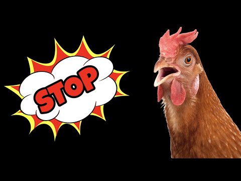 Sound To Stop Chickens Making Noise