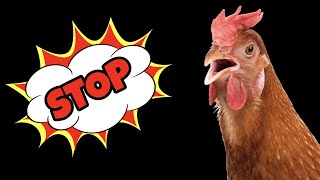 Sound To Stop Chickens Making Noise