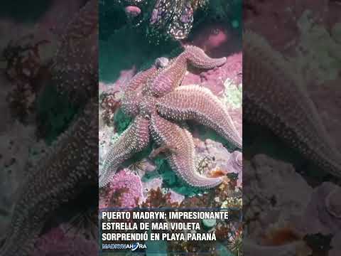 Puerto Madryn: impresionante estrella de mar violeta sorprendió en Playa Paraná 🌊⭐  Una impactante…