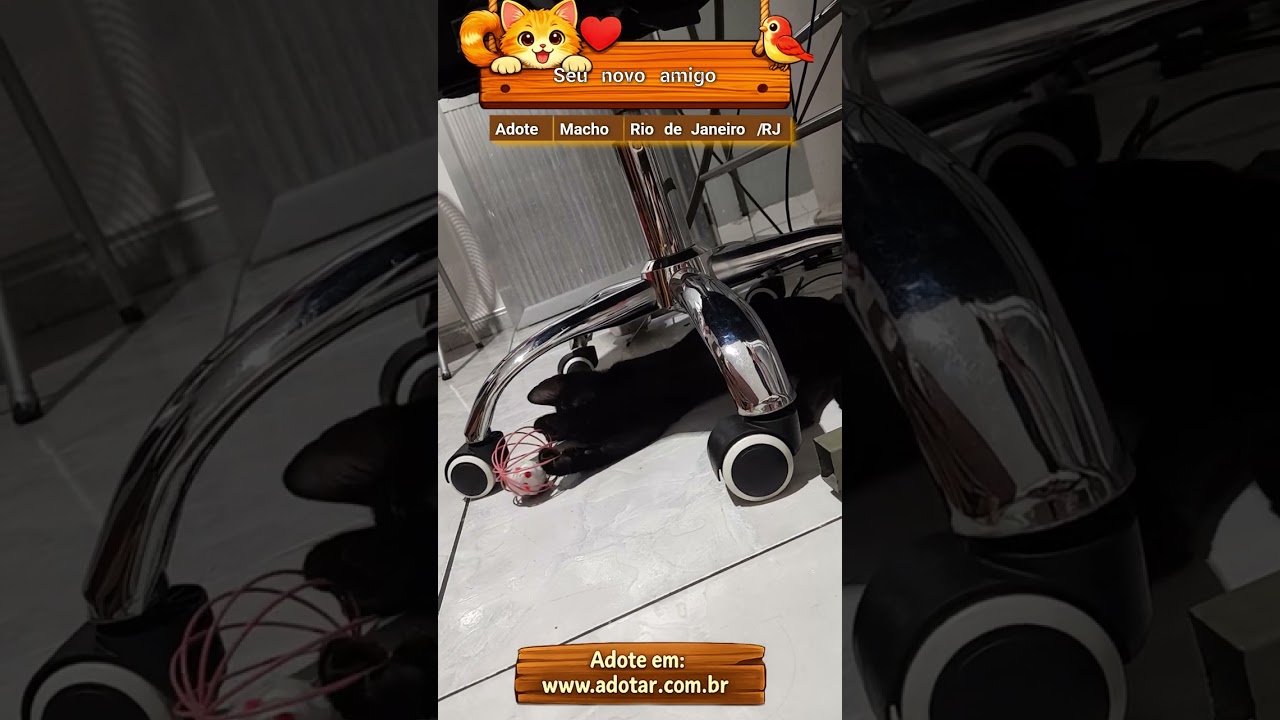 Gato raça SRD-ViraLata idade 2 a 6 meses nome Seu novo amigo