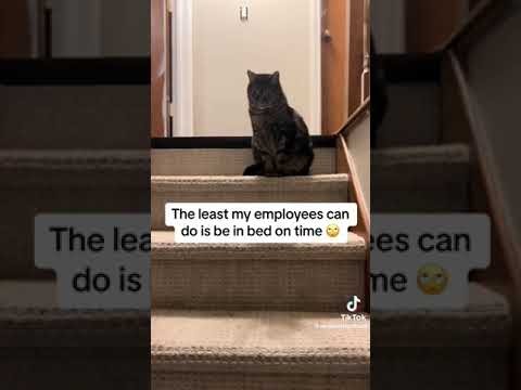 milo the chonk/ milo being a nice charming cat