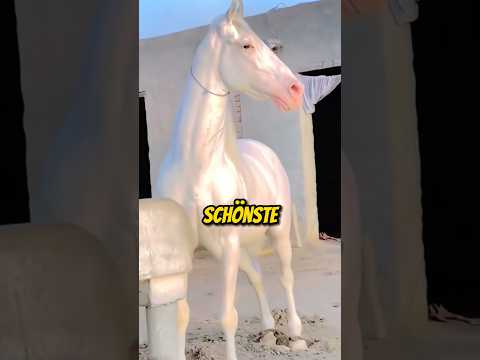 , title : 'Das schönste Pferd der Welt 😮'