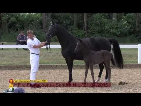 KN 25 HF v.  Floriscount - Sandro Hit