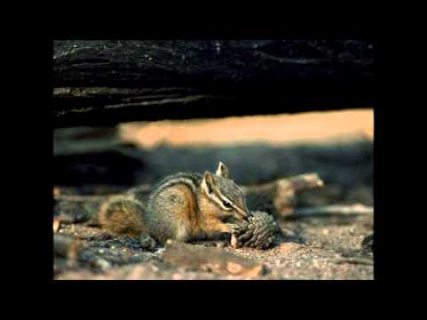 Jeremy Clarkson BeatBox Chipmunked