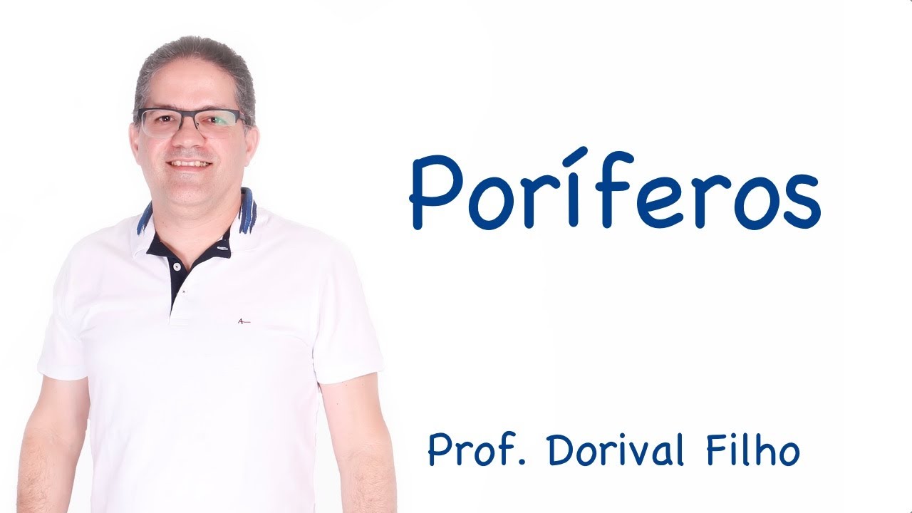 Poríferos