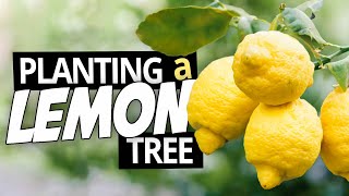 Growing Lemon Trees in Containers - Tips For Successfully planting Your Citrus