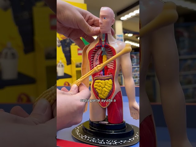 Vídeo relacionado con Lullaberry Muñeca de anatomía de peluche Emily de 45 cm, juguete educativo suave con órganos humanos extraíbles, aprende anatomía básica para niños pequeños y niños