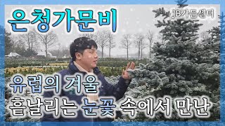 단 1초, 은청가문비가 당신의 마음을 빼앗는데 까지 걸리는 시간. 유럽의 눈꽃속에서 받은 황홀한 광경_JB가…
