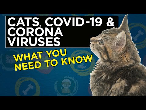 Can my cat get Covid19? Cat Care by VetVid - YouTube