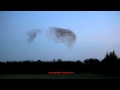 Tanz Der Stare Dance Of The Starlings