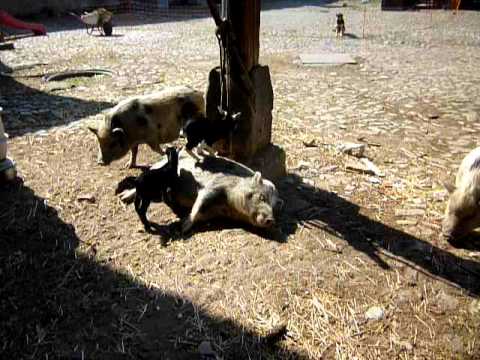 Schwein muss man haben (Teil 1)