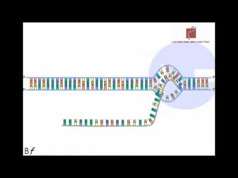 La transcription de l'ADN en ARN messager (Animation)