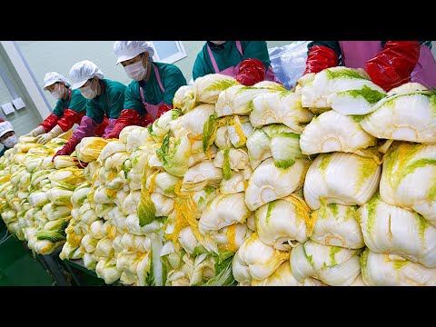 언제까지 집에서 김치 담글꺼야? 신박한 자동화 기계로 만드는 역대급 위생(HACCP) 김치공장의 생생한 대량생산 현장 / Amazing Korean Kimchi Factory