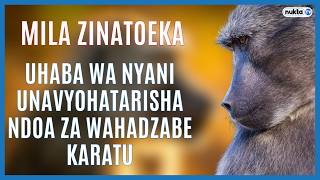 Namna uhaba wa nyani, pofu unavyohatarisha ndoa za Wahadzabe