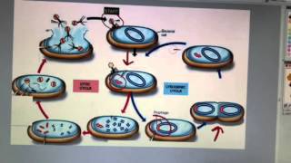 Lytic and lysogenic cycles