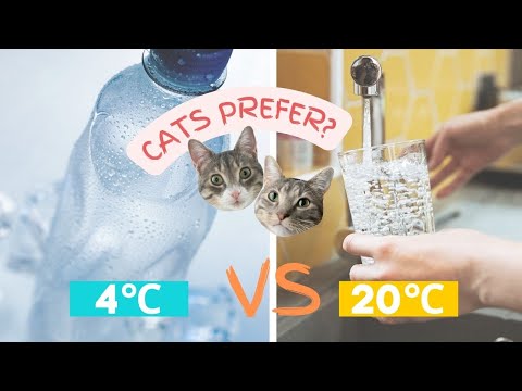 Cold or warm drinking water for cats? We're all ... - YouTube