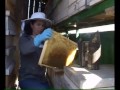 Proizvodnja meda i pčelinjih proizvoda sve unosniji posao u Srbiji