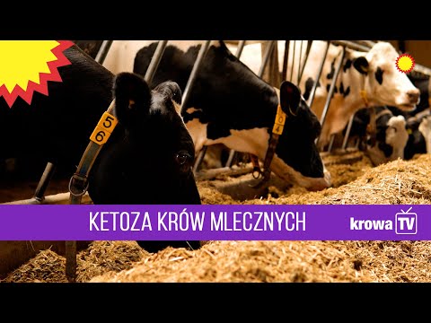 , title : 'KrowaTV: Ketoza u krów mlecznych — jak rozpoznać i zapobiegać?'