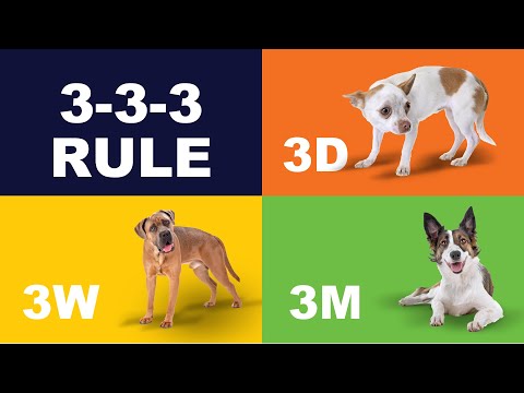 The 3-3-3 Rule for Rescue Dogs: A Step-by-Step Guide to Help Your Dog Adjust