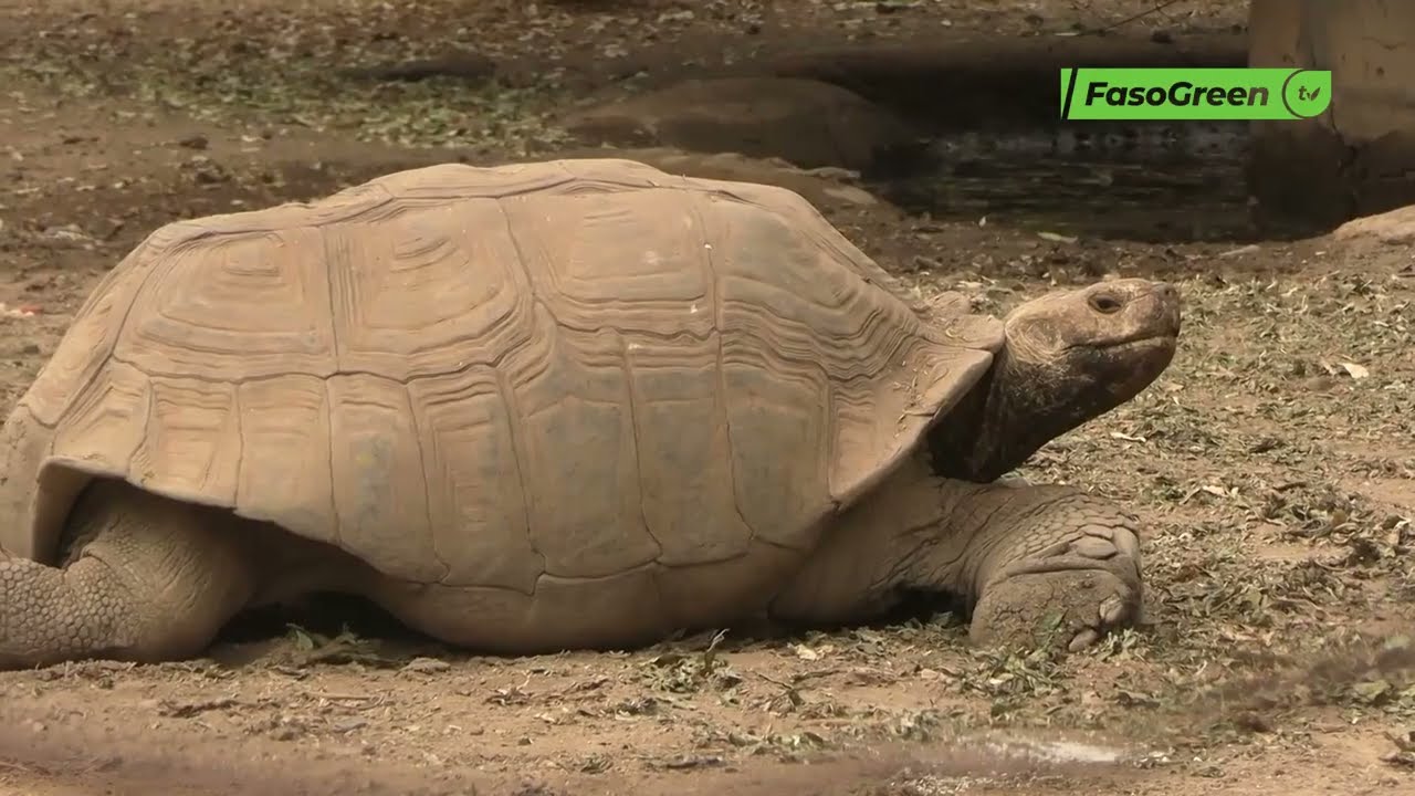 Journée mondiale de la vie sauvage : Protéger la biodiversité, un défi urgent