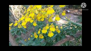blooming wild yellow orchid||mayflower vlog