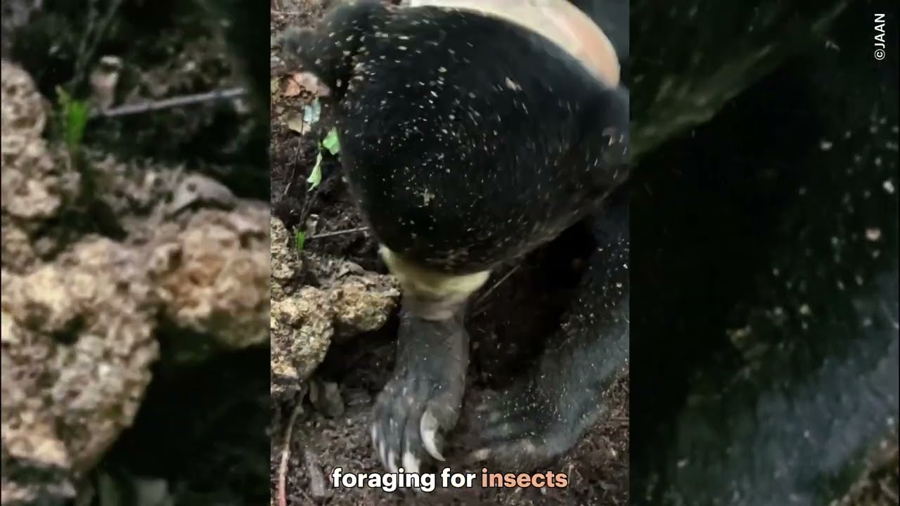 Rescued as a cub, learning to thrive