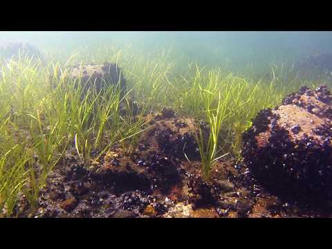 Meriajokasniitty  Sinisimpukka. Saaristomeri, Stora Hästö. Heidi Arponen, Metsähallitus.