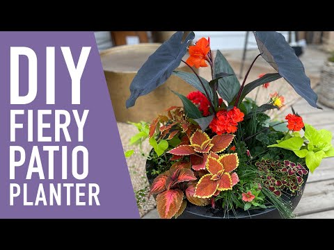 , title : 'Fiery + Bright Outdoor Patio Planter || West Coast Gardens'