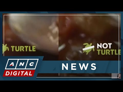 Chilean company recreates turtle soap with AI ANC