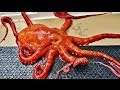 Octopus Escape! 