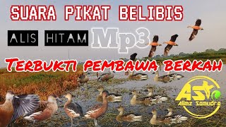 Download lagu SUARA PIKAT 🔥 BELIBIS ALIS HITAM JITU DAN TERUJI❗❗ mp3